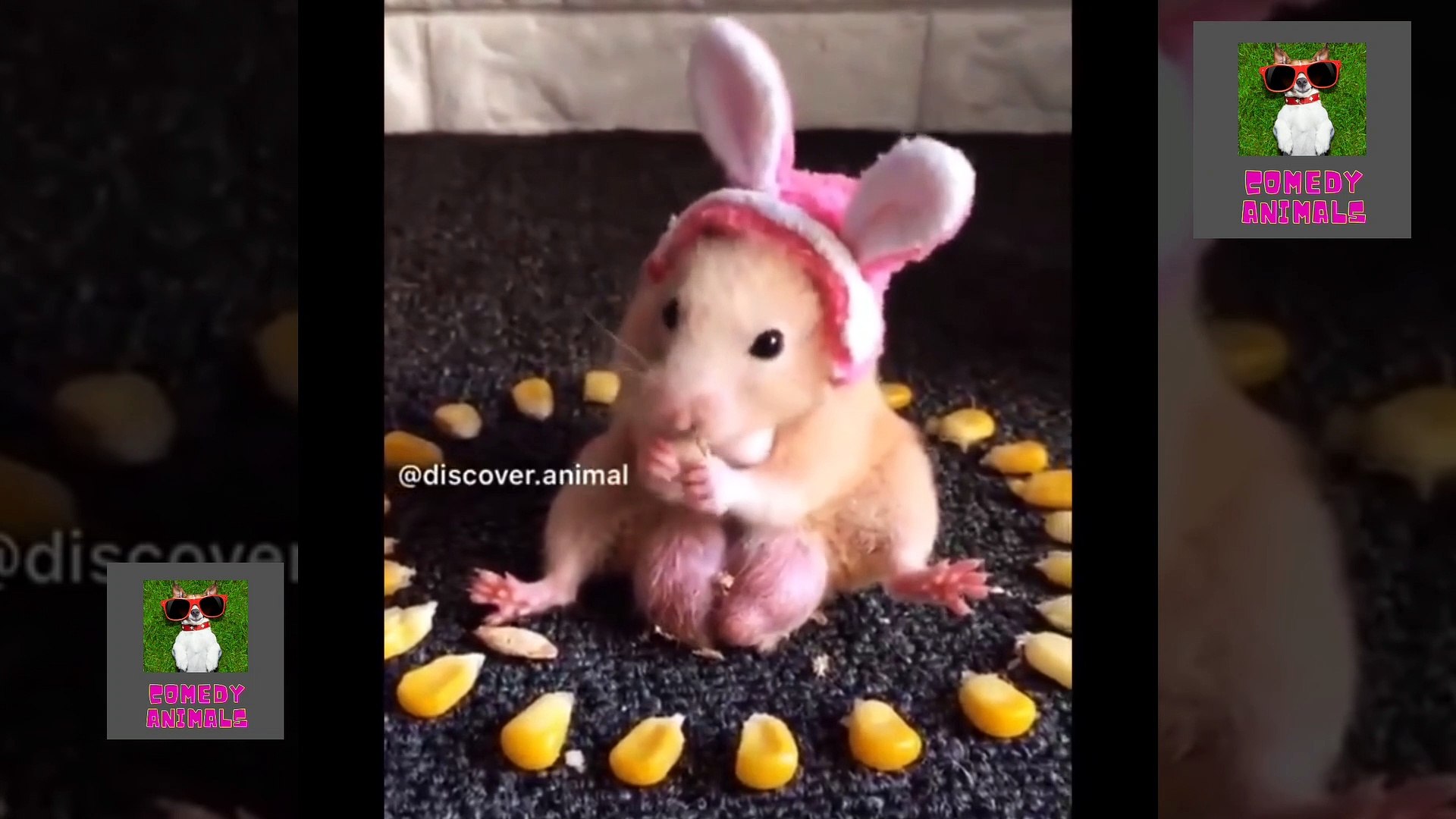 ⁣Funny Animals Compilation || Funny Animals Compilation || comedy animals