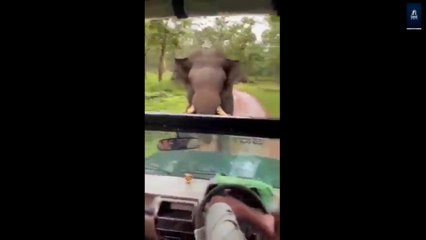 Elephant encounters probably you want to watch#elephants