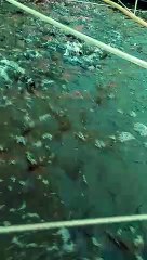 fish farming | catfish farming | fish farm
