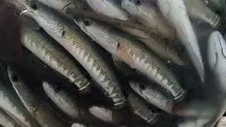 fish farming | catfish farming | fish farm