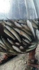 fish farming | catfish farming | fish farm