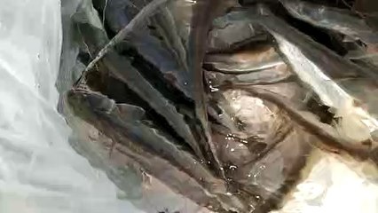 fish farming | catfish farming | fish farm