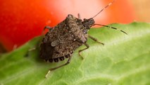 Invasive stink bugs could make life a lot smellier in the northern U.S. as climate change expands their habitat, study suggests