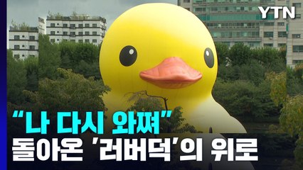 돌아온 '러버덕'의 위로·행복...일상에서 찾는 유머 / YTN