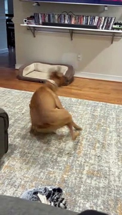 Pirouetting Pooch