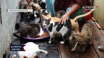 IRT di Banjarmasin Pelihara Lebih 100 Ekor Kucing di Rumah, Habiskan Jutaan Rupiah untuk Pakan