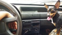 Miniature Pinscher Goes Haywire at Windshield Wipers