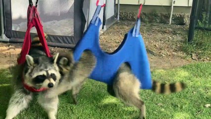 Adorable Raccoon Zip Line Therapy