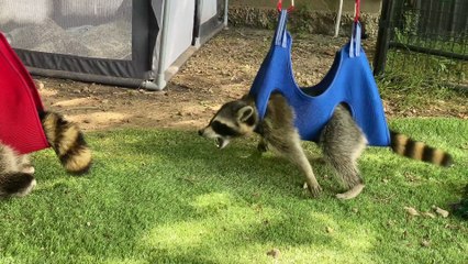 Adorable Raccoon Zip Line Therapy