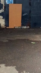 Prolifération de rats à Grenoble #France