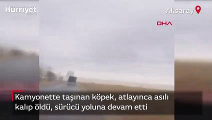 Kamyonette taşınan köpek asılı kalıp öldü, sürücü yoluna devam etti!