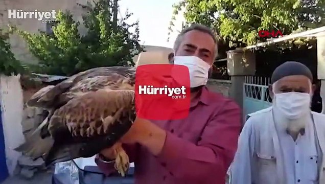 Yaralı kızıl şahine belediye ekipleri sahip çıktı