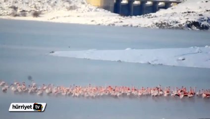 Flamingoların buz göçü