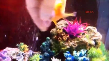 Bu balık kendini köpek sanıyor