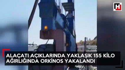 Alaçatı açıklarında dev orkinos yakalandı
