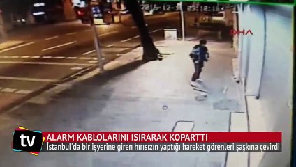 Alarm çalmaya başlayınca kabloları ısırarak susturdu