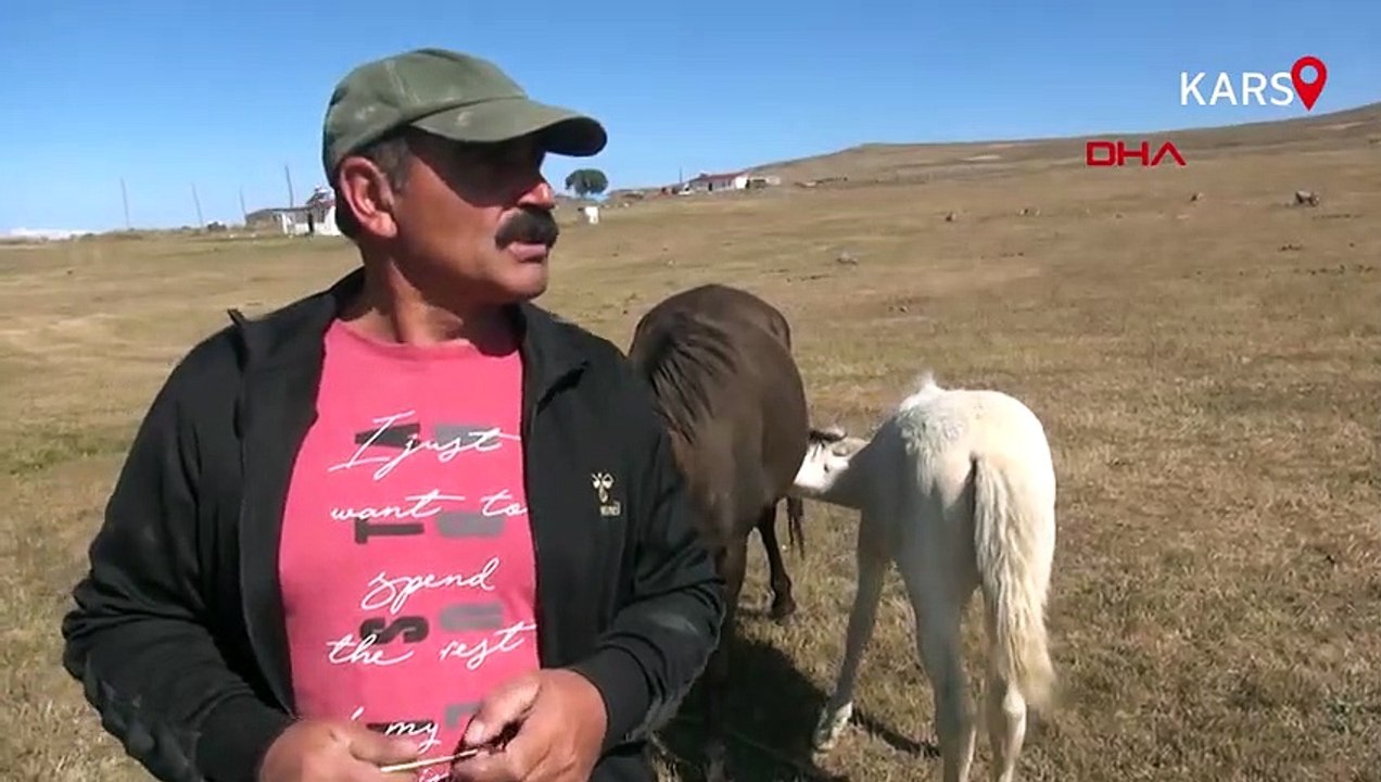 Kars'ta dünyaya gelen 'albino tay' şaşırtıyor