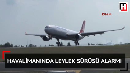 Atatürk Havalimanı'nda leylek alarmı