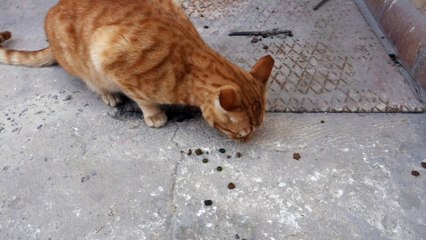 funny animal videos funny animal videos 2022comedy videosfunny animal videos try not to be laugh