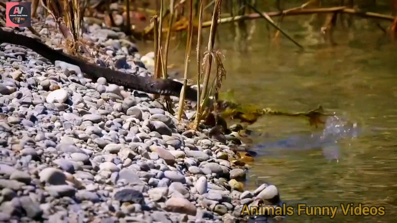 Snakes Catch-up Frog | Snake Animals Fighters | Frog And snakes Video 2022 | Animals Funny Videos