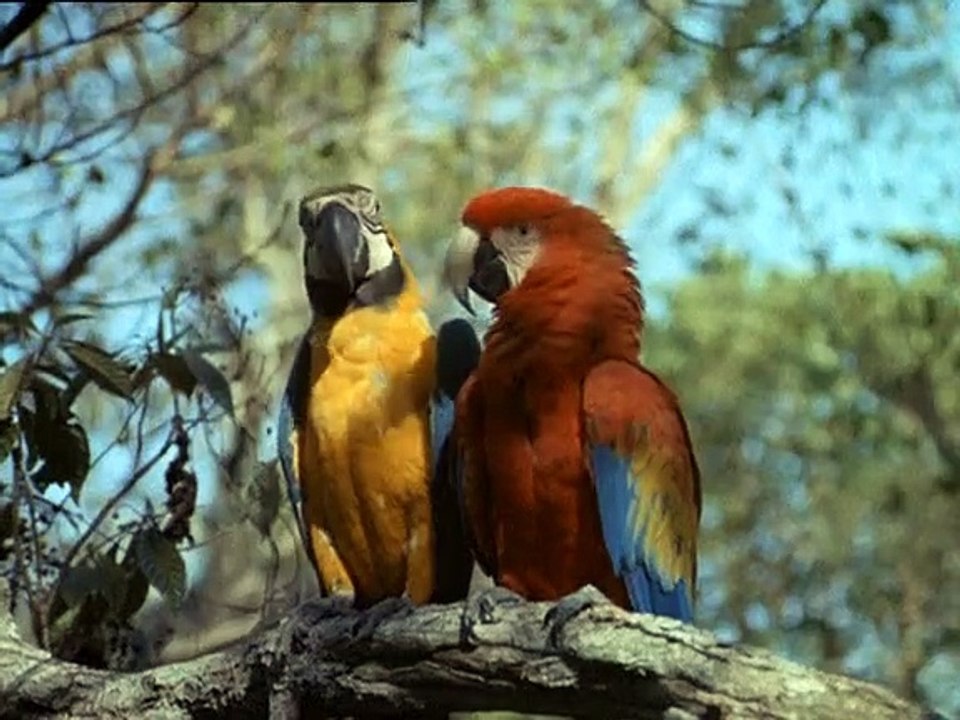 Flipper Staffel 3 Folge 2 HD Deutsch