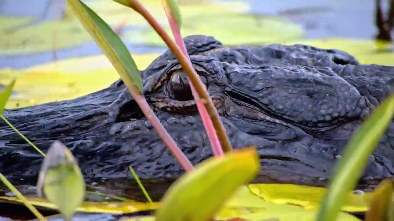 Louisiana Law - Die Wildlife-Ranger Staffel 2 Folge 3 HD Deutsch