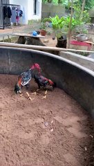 Mở mỏ gà tơ Mơ Tháo Vít
