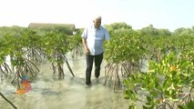 لمواجهة التغيرات المناخية.. زراعة شجرة المانغروف في مصر