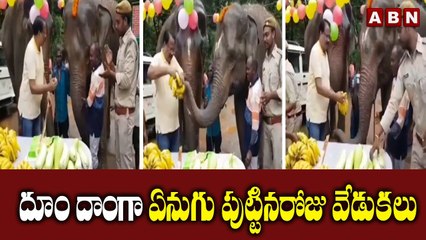 దూం దాంగా ఏనుగు పుట్టినరోజు వేడుకలు || ABN Digital