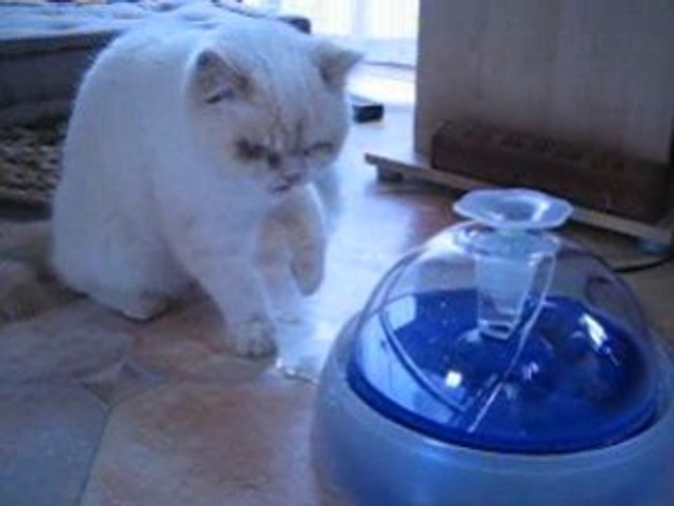 La fontaine à eau pour chat !