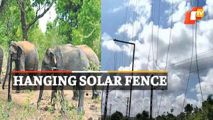 What is hanging solar fencing? Odisha govt’s new system to protect elephants