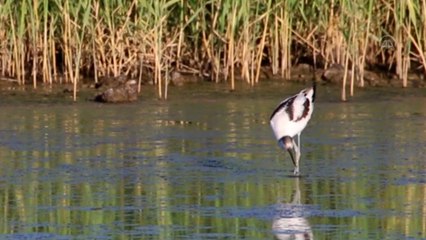 Iğdır'da mola veren kılıçgaga kuşunun beslenme anı kamerada