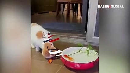 Ölmek üzere olan balığı işte böyle kurtardı