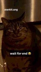 Bagad Billa Funny cat