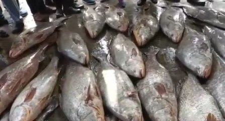 দীঘায় মৎস্যজীবীদের জালে প্রায় কোটি টাকার ২২টি তেলিয়া ভোলা |OneIndia Bengali