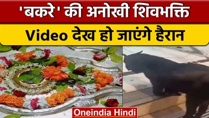 Viral Video: Kanpur के आनंदेश्वर मंदिर में देखिए 'बकरे' की अनोखी शिव भक्ति | वनइंडिया हिंदी | *News
