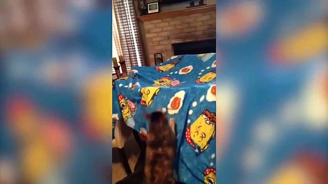 Funniest Cat Videos Compilation in 2 Minute