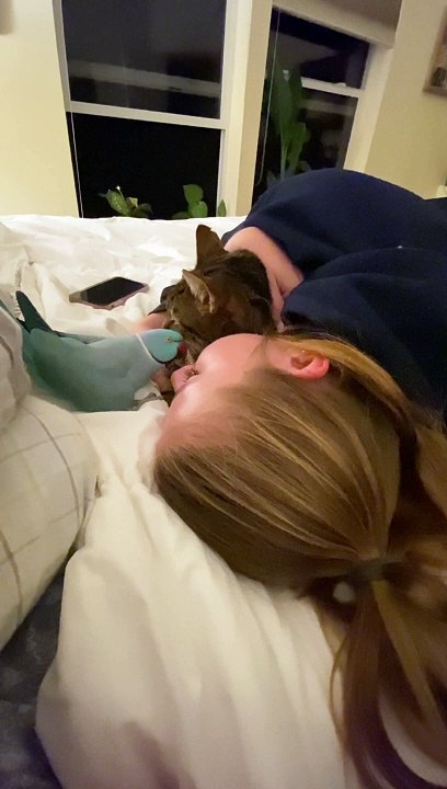 Pretty Parakeet Gets Jealous of  Cat