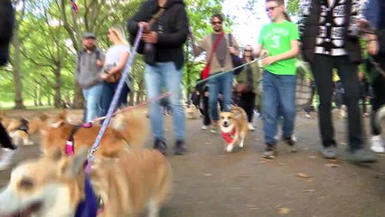 Corgi owners pay tribute to late Queen with parade