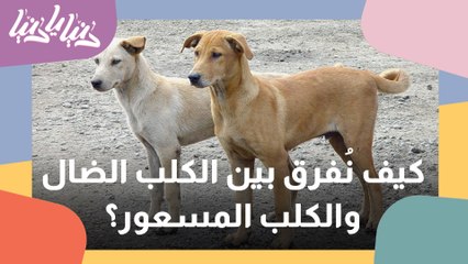 فروقات كثيرة بين الكلاب الضالة والمسعورة .. تعرف عليها