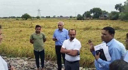 Download Video: अन्नदाता की मेहनत पर बरसात ने फेरा पानी, अब जायजा लेने में जुटे अधिकारी