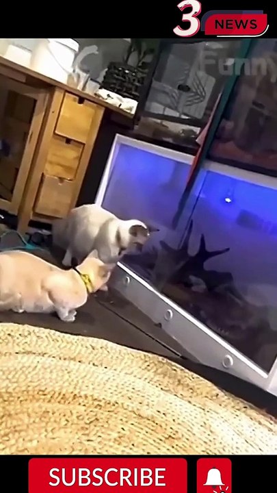 best animal funny clip