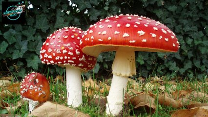 Poisonous Mushrooms That Cause Death | زہریلی کھمبیاں جو موت کا سبب بنتی ہیں۔ | Entertainment Crust