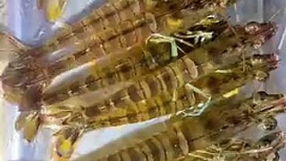 shrimp farming | farming | shrimp farm