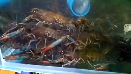 shrimp farming | farming | shrimp farm
