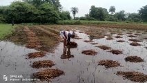 First devastated by excessive rain, now unseasonal rains hit the remaining crops
