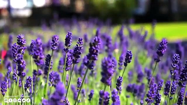 La meilleure musique vous plongera dans les fleurs et les couchers de soleil Une musique apaisante