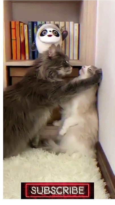 Cat Mimics Owner's Coin Trick    ViralHog #shorts (1