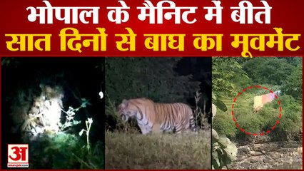 भोपाल के मैनिट में बीते सात दिनों से बाघ का मूवमेंट  वन विभाग की टीम लगातार बाघ की मॉनीटरिंग कर रही