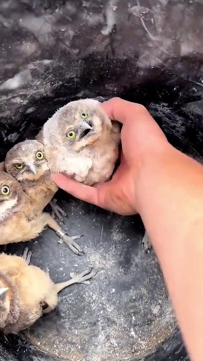 Quoi de plus mignon que ces bébés chouettes... craquant